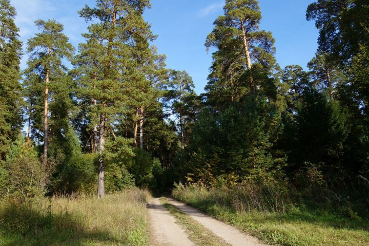 В Татарстане проведено лесовосстановление и лесоразведение на площади 2254,8 га