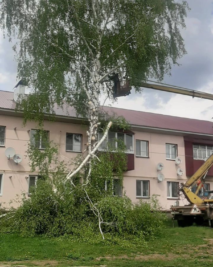 Агачны бер сәбәпсез кисмиләр