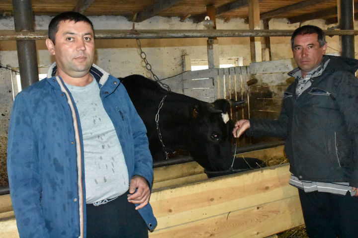 Животноводы Пестречинского района продолжают увеличивать надои молока