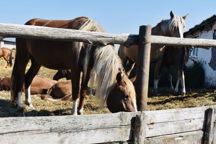 В Отар-Дубровке разводят лошадей для души