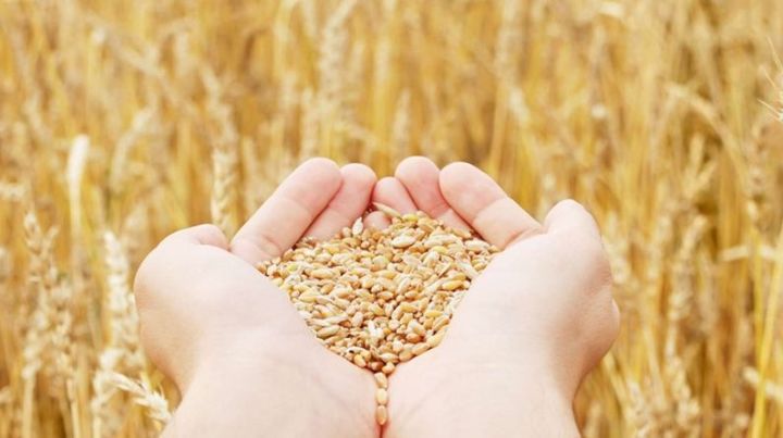 В Татарстане намолочен второй миллион тонн зерна нового урожая
