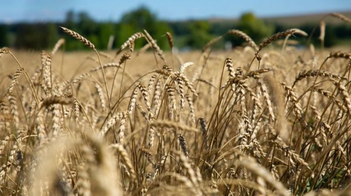 В Татарстане намолочен четвертый миллион тонн зерна нового урожая