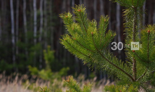 План по лесовосстановлению в Татарстане выполнили на четыре года раньше
