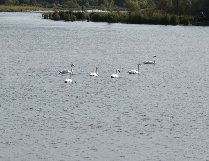 В Ленино-Кокушкино каждый год гостят белые лебеди