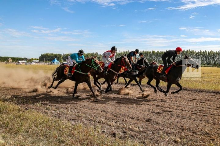 Пестречинских коневладельцев приглашают принять участие на конноспортивных соревнованиях