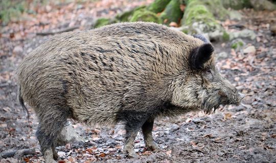 В некоторых охотхозяйствах Татарстана начали скрещивать кабанов с домашними свиньями