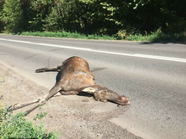 Питрәч районында кыргый хайваннарны бәрдерү очраклары ешайды