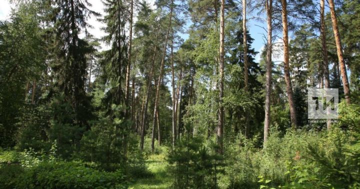В 2021 году в Татарстане появится ещё 1748 га защитных лесных насаждений