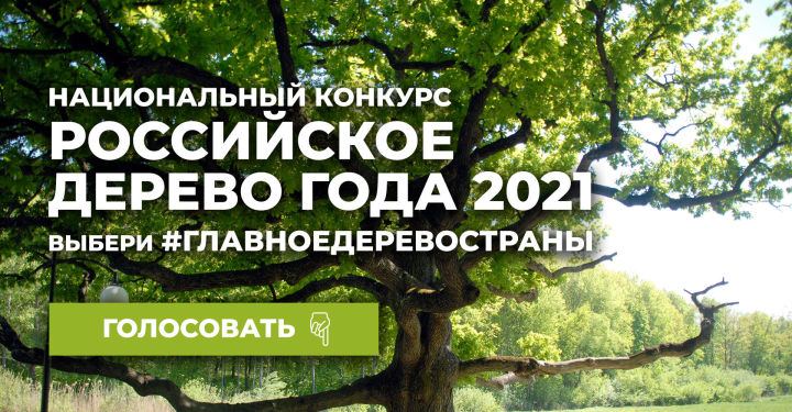 Пестречинцев призывают проголосовать за республику в конкурсе «Российское дерево года»