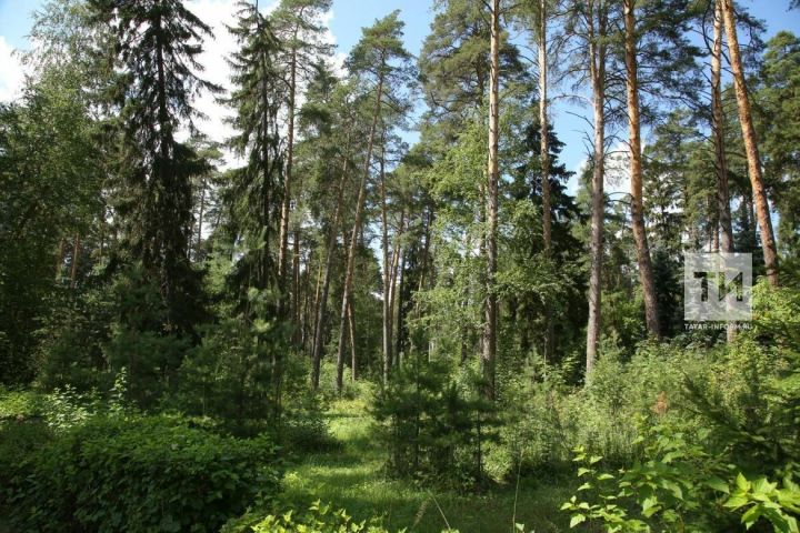 В Татарстане введен запрет на посещение лесов
