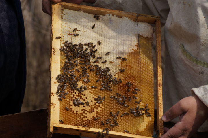 В&nbsp;России вступил в силу закон о пчеловодстве