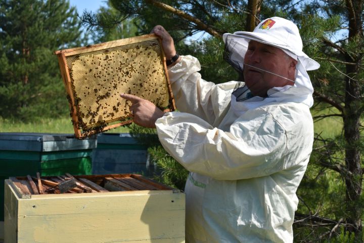 Павел Егоров: пестречинские пасечники готовят иски в суд из-за отравления пчел