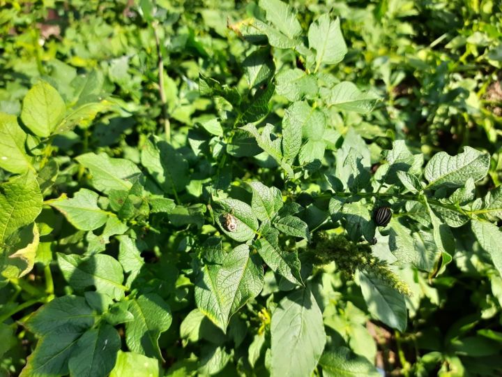 Сотрудники Россельхозцентра могут помочь пестречинцам спасти картофель от колорадских жуков без химии