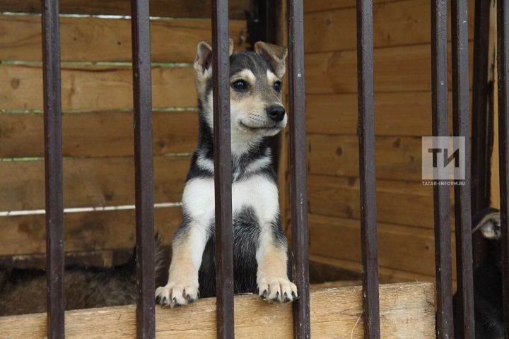 Штраф до 200 тысяч и до пяти лет лишения свободы: новые меры защиты животных от жестокого обращения