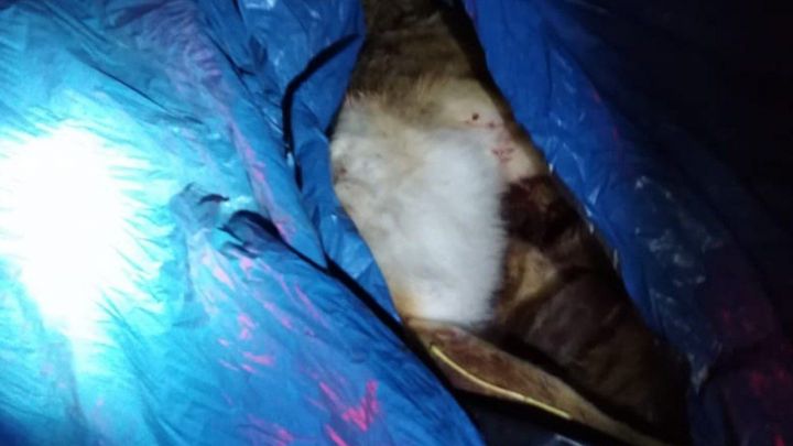 Задержан браконьер из села Пестрецы, убивший девять зайцев