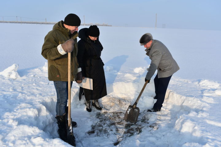 В хозяйстве "Ак барс Пестрецы" проверили состояние озимых культур
