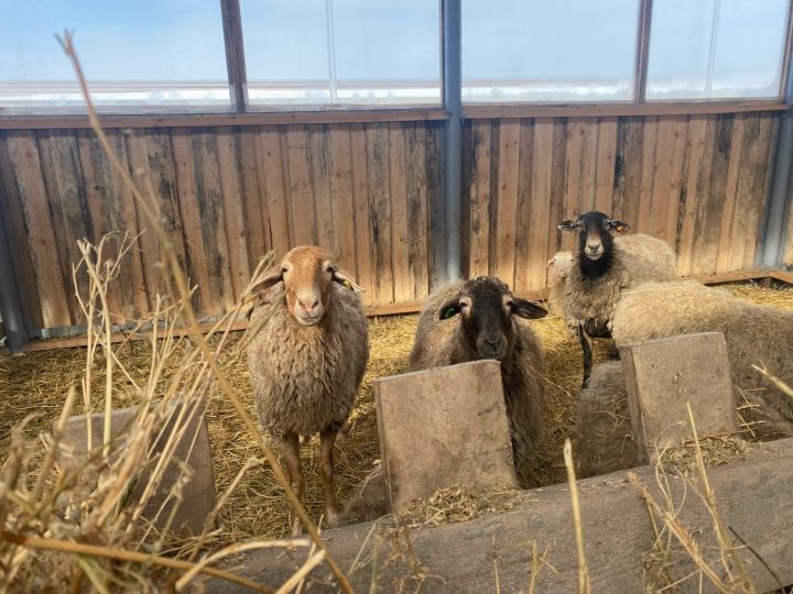 В селе Тагашево начали разводить овец эдильбаевской породы