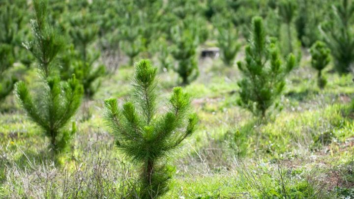 В Татарстане проведены работы по содействию естественному лесовосстановлению на площади 549 га