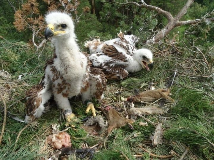 В Пестречинском районе орнитологи спасли птенца солнечного орла