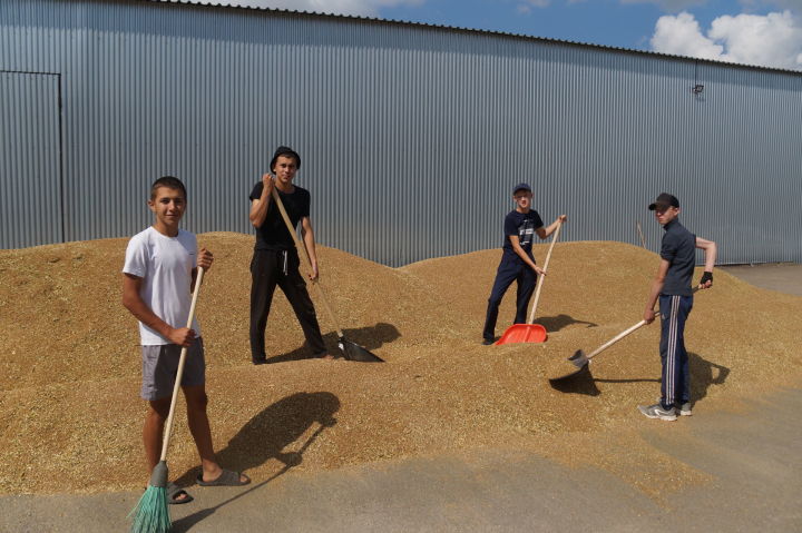 Шалинские школьники трудятся на зернотоке
