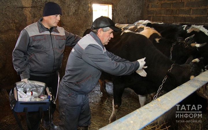 Об опасности заболевания бруцеллезом