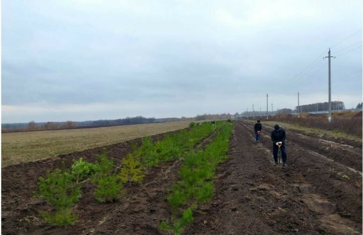 В Татарстане посадят 1 млн саженцев сосны, ели и липы