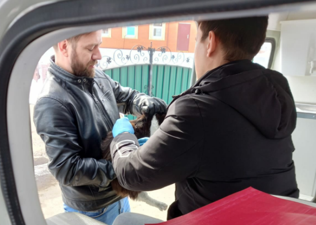 В поселке Карповка проведут вакцинацию собак и кошек против бешенства