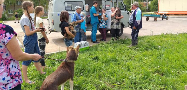 Пестречинцы смогут бесплатно привить своих домашних животных от бешенства