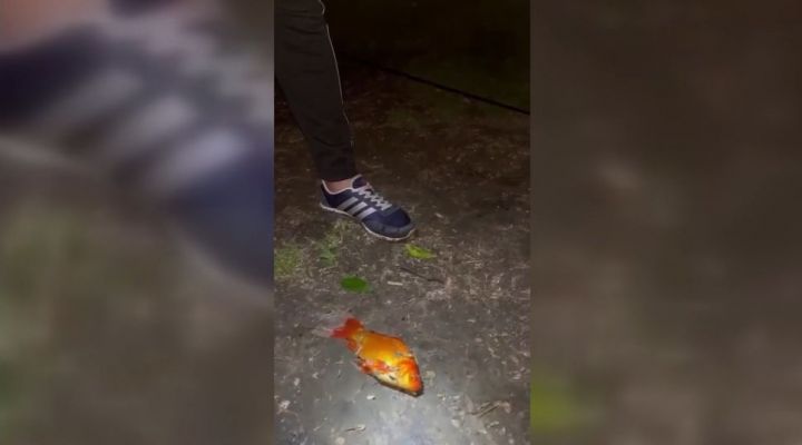 Казанцы поймали на озере Кабан золотую рыбку