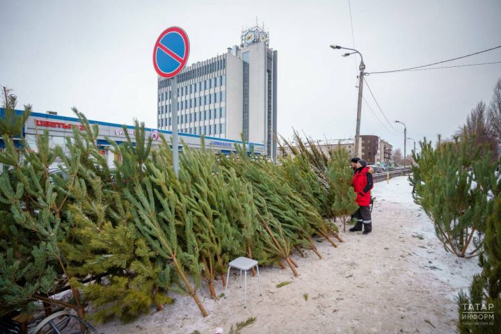 Названы цены лесхозов на новогодние ели и сосны