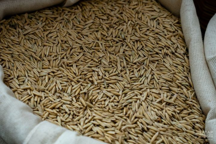 Аграриям рекомендуют приобретать местные сорта зерновых