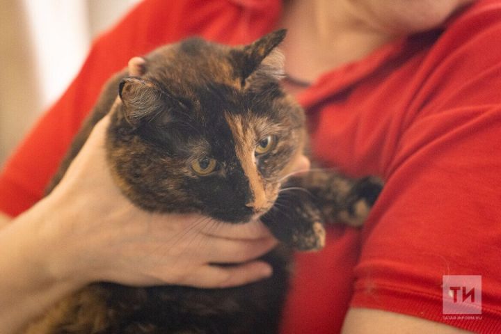 Содержать кота в Татарстане стало дороже почти на 5%