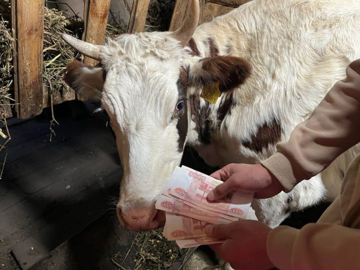 Как в Пестречинском районе предупреждаются коррупционные риски