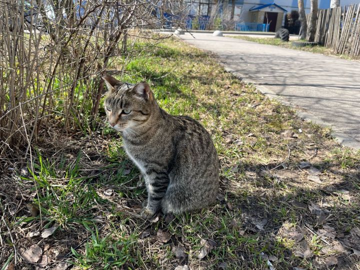 В Пестречинском районе 30 апреля ожидается до +9 градусов