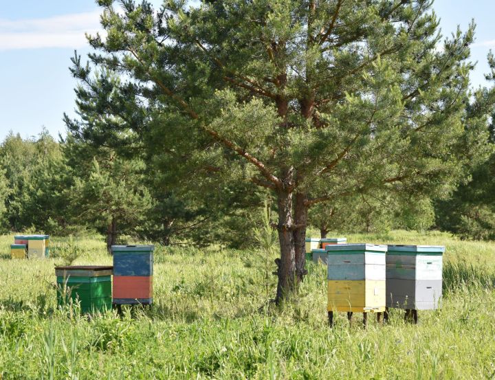 В Пестречинском районе обработают поля пестицидами
