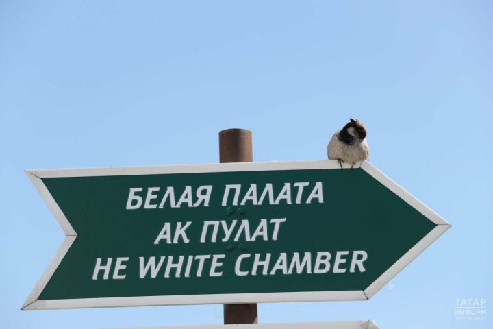 Жителей Татарстана приглашают принять участие в переписи воробьев