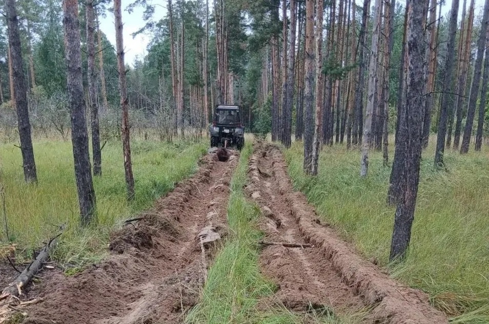 высадка деревьев