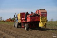 В единственном картофельном хозяйстве Пестречинского района в день собирают по 30 тонн урожая