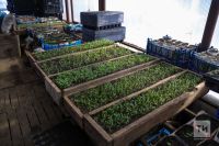 Названы оптимальные сроки посадки перца, томатов и баклажанов на рассаду