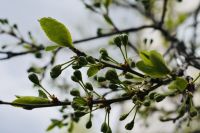 Врач рассказал, как пережить сезон аллергии на цветение