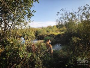 В Пестречинском районе ожидается до +17 градусов