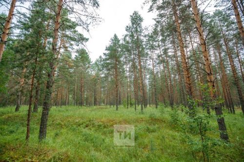 В Татарстане с середины января стартует лесная перепись