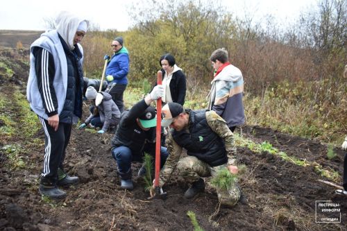 В Пестречинском районе посадили 100 тысяч молодых деревьев