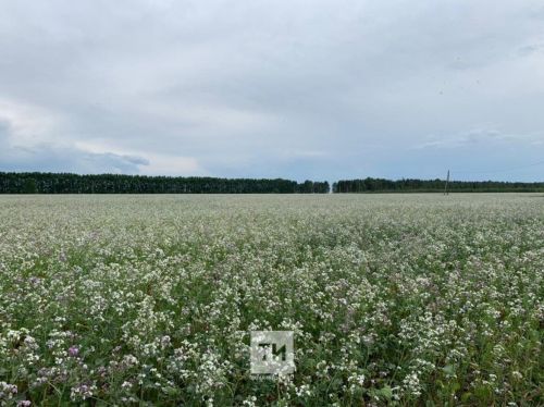 В России началось внедрение новой сельхозкультуры