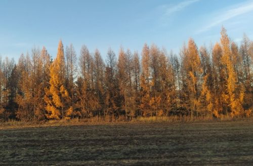 В Пестрецах ожидается небольшой дождь и до 10 градусов тепла