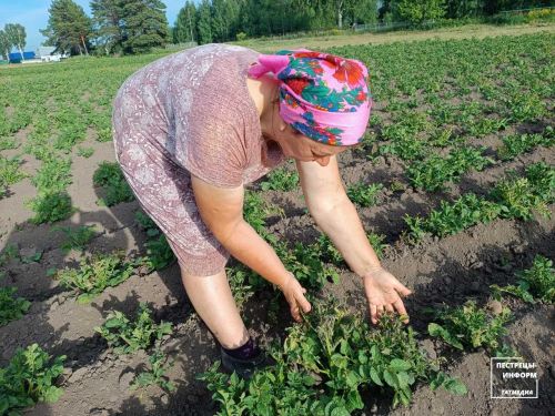 Жительница села Чита Гузель Идрисова: «Вся ботва картофеля почернела»