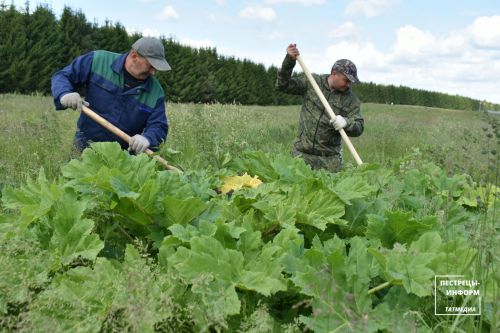 В Пестречинском районе продолжается борьба с борщевиком