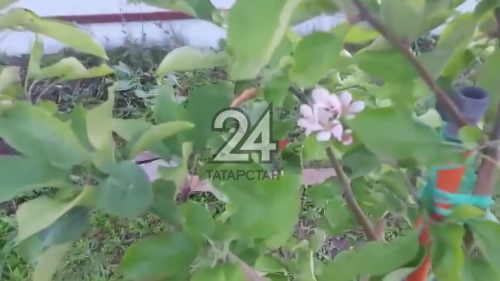 В пестречинском СНТ зацвела яблоня