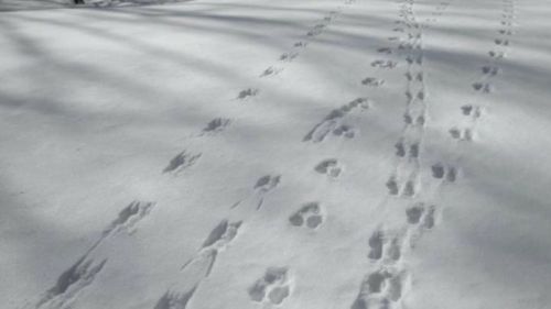 Зимняя перепись животных стартовала в Татарстане