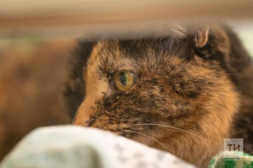Как отпугнуть домашних питомцев от новогодней елки